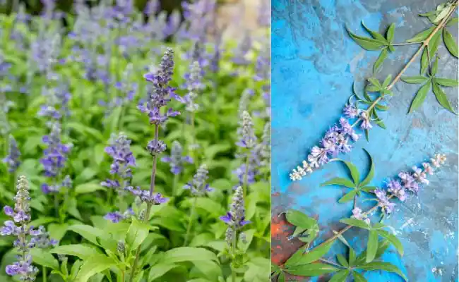 Salvia-officinalis