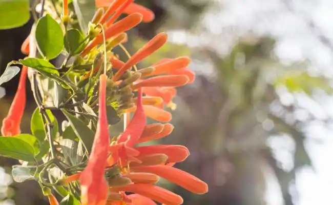 Trumpet Honeysuckle