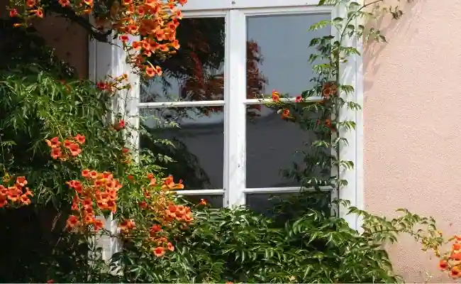 Trumpet Vine Covering the Window in the House