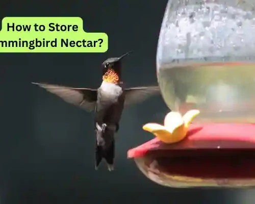 How to Store hummingbird Nectar